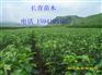 供应123苹果苗-寒富苹果苗-黄太平苹果苗