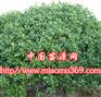 绿化苗木豆瓣黄杨苗木价格|苗木行情尽在杰米苗木