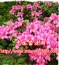 绿化苗木杜鹃苗木价格|陕西苗木行情|西北苗木采购