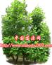 绿化苗木鹅掌楸苗木行情|苗木价格最新介绍！