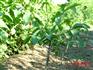 供应核桃苗 山楂苗 苹果苗