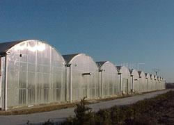阳光板蔬菜大棚种植“pc板蔬菜大棚种植”