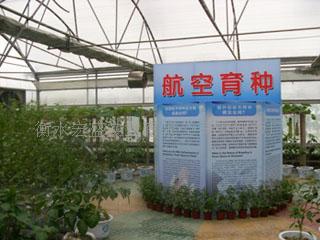 阳光板蔬菜大棚钢管