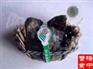 阳澄湖大闸蟹0.24-0.26母
