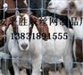 供应牲畜围栏网生产厂家