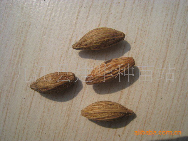 现货供应桂花种子 八月桂种子 沙藏种子  质量好种子  沙藏桂花种子