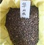 供应华山松种子，华山松种子价格，华山松种子