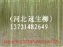 供应河北速生柳|速生柳价格|速生柳|速生柳基地