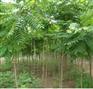供应火炬树|火炬树种植基地|火炬树价格报价|河北火炬树