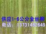 供应金丝柳|金丝柳小苗|金丝柳价格报价|金丝柳基地