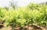 河北金叶榆、供应金叶榆、金叶榆价格报价、金叶榆小苗