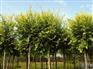 出售金叶榆、金叶榆接穗、地接金叶榆、矮本金叶榆、丛生金叶榆