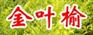供应金叶榆小苗、河北金叶榆、金叶榆价格、河北金叶榆基地