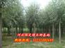 出售馒头柳、河北馒头柳、馒头柳价格、馒头柳基地、