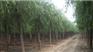出售嫁接垂柳、河北嫁接垂柳、嫁接垂柳价格