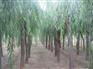 出售垂柳、河北垂柳、嫁接垂柳、垂柳价格、垂柳种植基地