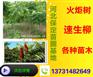 火炬树、供应火炬树、火炬树价格、河北火炬树