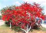 火炬树价格、火炬树、火炬树、河北火炬树、火炬树供应基地