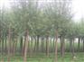 旱柳、供应旱柳、河北旱柳、平头旱柳、旱柳价格、求购旱柳