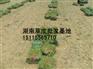 全国最好的郴州草坪