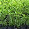 供应高品质檀香小苗檀香种苗批量生产