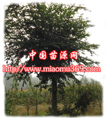 供應(yīng)綠化苗木樸樹苗木價格|陜西苗木行情|西北苗木采購