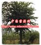 供應(yīng)綠化苗木樸樹苗木價格|陜西苗木行情|西北苗木采購