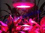 供应国光LED植物补光灯