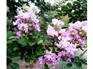 紫薇,百日红,紫薇价格,泰安紫薇,山东紫薇